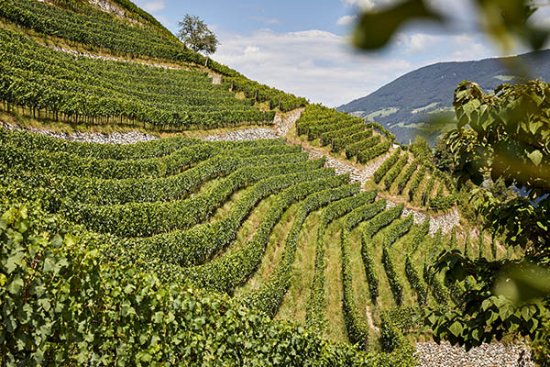 クエンホフ ピーター プリガー畑