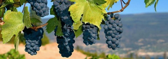 モンカロのブドウ