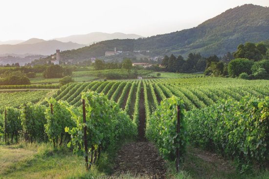 ベラヴィスタブドウ畑