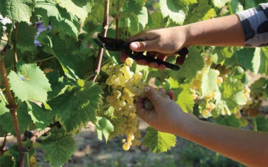 シモーネ カペッチブドウ