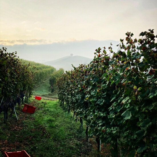 ブリッコ カルリーナ 畑 カステッロ