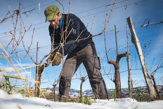 ダニエーレ ピッチニン剪定