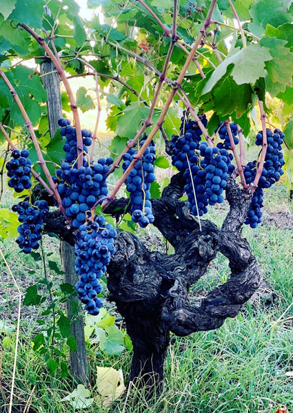 ヴィーノ ディ アンナブドウ黒