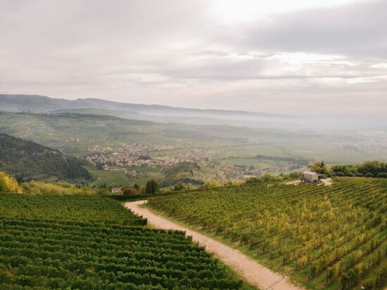 フィエラモンテ 畑