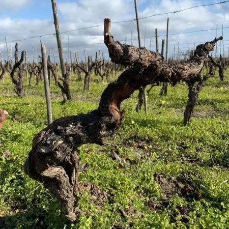 ラベルデザインの元となったガリオッポの古木