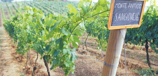 モンテ アンティコ 畑