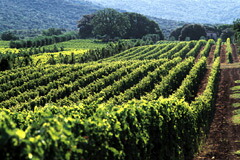 オルネッライアの畑