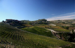 ブドウ畑のパノラマ