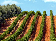 レ マンフレディブドウ畑とカンティーナ