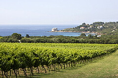 ブドウ畑