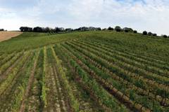 ジュスティ ピエルジョヴァンニブドウ畑