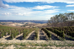 ヴィニエティ デル ヴルトゥレの畑