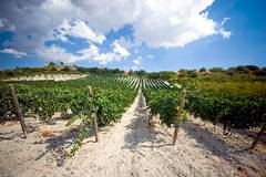 カニカッティの畑