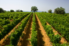 カンポ アル マーレのブドウ畑