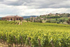 アヴィニョネージの畑(ロドーラ)