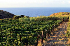 カンティーネコローシの畑