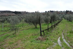 グラーティの畑