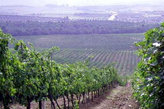 モリスファームの畑