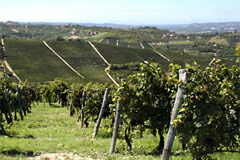 ニコレッロの畑