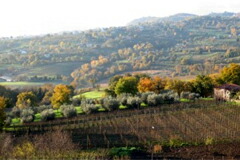 ヴィノジアの畑