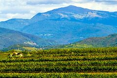 コッラヴィーニの畑とパノラマ