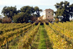 サラディーニピラストリの畑