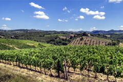 バディアアコルティブォーノの畑