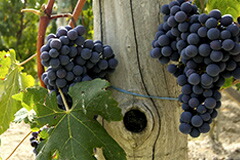 ブドウの房