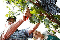 ブドウの収穫