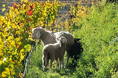 有機農法を実践