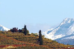 アロイスラゲデール　気候条件の整った畑