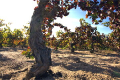 サンターディのブドウ樹