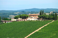 アルテジーノの畑