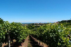 ブドウ畑