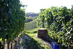 ブドウ畑