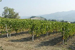 ブドウ畑