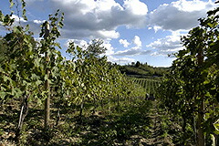 ブドウ畑