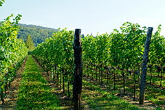 ブドウ畑