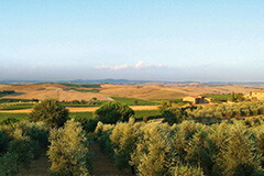 カンティーナと畑の風景