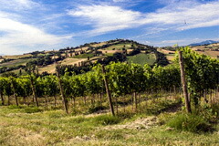 ビアンケッロの畑