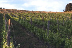 ランポッラの畑