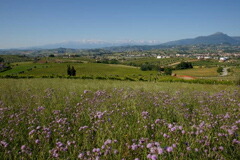 オーガニックの畑