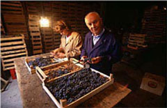 ジュゼッペクインタレッリ