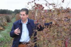 ヴィニコラ レスタ