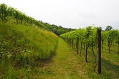 モスキオーニ畑