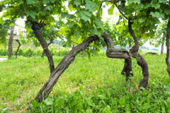 モスキオーニブドウ樹