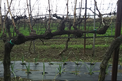 ファランギーナ