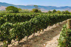 カンティーナチェッラーロの畑