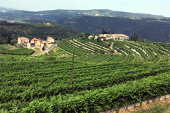 サンルスティコの畑