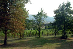 イルマイオーロ畑